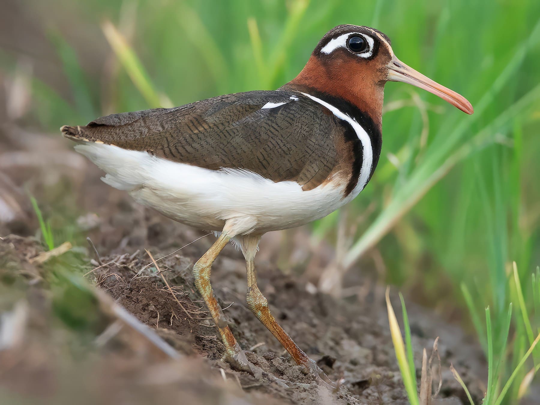 Greater Painted-Snipe